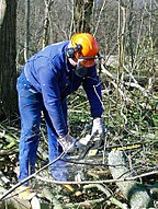 Forest worker, Denmark