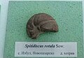 en:Spitidiscus rotula Sow. Lower en:Hauterivian, Izbul, Novi Pazar Province at the en:Sofia University "St. Kliment Ohridski" Museum of Paleontology and Historical Geology