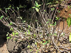 Starr-120522-6250-Euphorbia milii-flowering habit-Iao Tropical Gardens of Maui-Maui (25143388655).jpg