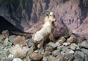 Tahr Siig (Arabitragus jayakari) EN - endangered (trüüwet)