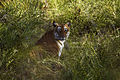 Tiger im Bandipur-Nationalpark