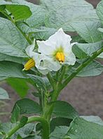 aardappel (Solanum tuberosum) 'Nicola'