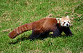 Panda roux au zoo de Lisieux