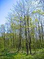 in Białowieża Forest