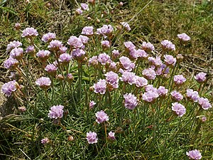 Engelskgræs (Armeria maritima)