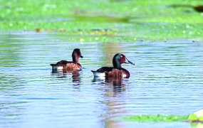 Aythya baeri in breeding site.jpg