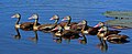 Black-bellied whistling ducks