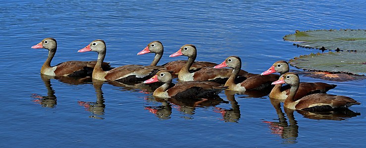 Black-bellied whistling ducks, by Charlesjsharp