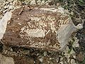 Beaver felled tree (Ulmus) at the Brok, River Bug (Poland)