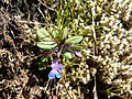 Collinsia parviflora