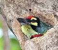 In nest in Kolkata, West Bengal, India