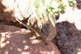 Dassie rat, (Petromus typicus)-5179 - Flickr - Ragnhild & Neil Crawford.jpg