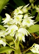 Dendrobium compactum