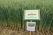 Triticale bielorrusso