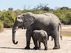 Loxodonta africana (Proboscidea)