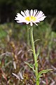 Erigeron peregrinus