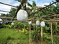 Cultivation of Winter melon / gondol (Benincasa pruriens), Sergio Bayan, Philippines.