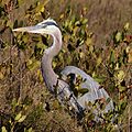 Great Blue Heron