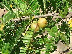Amblapuu (Phyllanthus emblica)