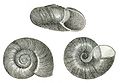 The haplotrematid snail, Haplotrema vancouverense from Binney, 1878.
