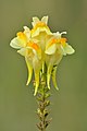 Linaria vulgaris