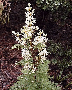 Lomatia silaifolia