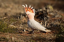 Major Mitchell's Cockatoo 1 - Mt Grenfell