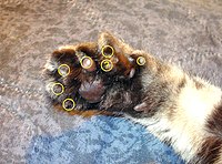 The underside of a cat's paw, edited to show seven yellow circles, indicating digits.