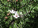 Leptospermum scoparium foliage and flowers