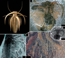 Marrella splendens por Haug et al. 20128​A - vista dorsal en un modelo 3D renderizado, basado en observaciones propias B-E - micrografías bajo luz polarizada B - espécimen bien conservado USNM 83486f con los exópodos en una conservación "oxidada" (cf. García-Bellido y Collins 2006) C - imagen estereoscópica del espécimen USNM 139665. Los exópodos de los miembros anteriores se superponen, separados por una fina capa de sedimento D - detalle del espécimen ROM 56766A en conservación "oxidada". Aquí las espinas del lado lateral de los anillos del exópodo están bien conservadas E - uno de los ejemplares más pequeños de M. splendens USNM 219817e que posee restos de apéndices conservados