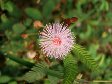 (Mimosa pudica) Flower-head