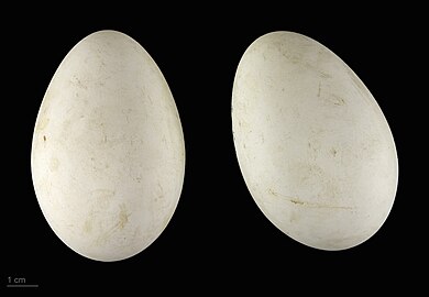 Eggs from Guinée-Bissau