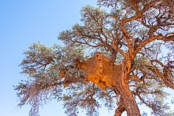 Vachellia erioloba hosting a nest of sociable weavers (Philetairus socius).