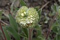 Phacelia hastata