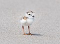 Image 33Piping plover chick in Queens, New York