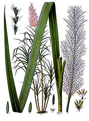 Saccharum officinarum L.