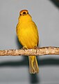 Saffron Finch