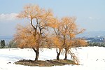 Salix alba om vintern, Montaione, Italien.