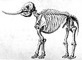 Cleaned version of Rembrant Peale's 1801 sketch of a mastodon skeleton.