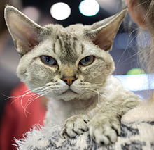 Portrait d'un Devon Rex tigré.