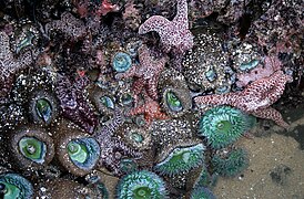 Tide pools in santa cruz.jpg