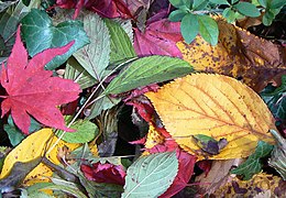 Traffic-light leaves - geograph.org.uk - 1167467.jpg