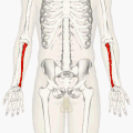 Позиција на лакотната коска (црвен дел)