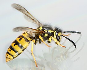 Guêpe (ici, guêpe germanique, Vespula germanica)