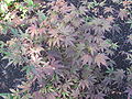 Acer palmatum 'Bloodgood'