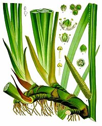 Acorus calamus L.