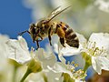 Vorschaubild für Insekten