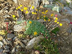 Artemisia glacialis (Génépi des glaciers), Haute Maurienne.