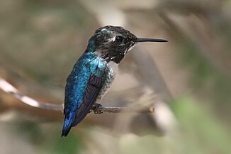 Adult male, Cuba