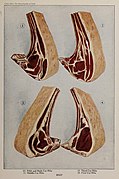 Beef (1), Illustration from The Encyclopedia of Food by Artemas Ward.jpg